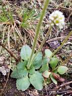 Image of Diamond-Leaf Pseudosaxifrage