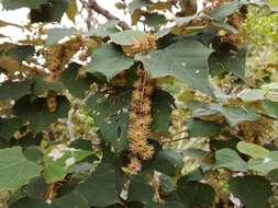 Image of Mallotus paniculatus var. formosanus (Hayata) Hurus.