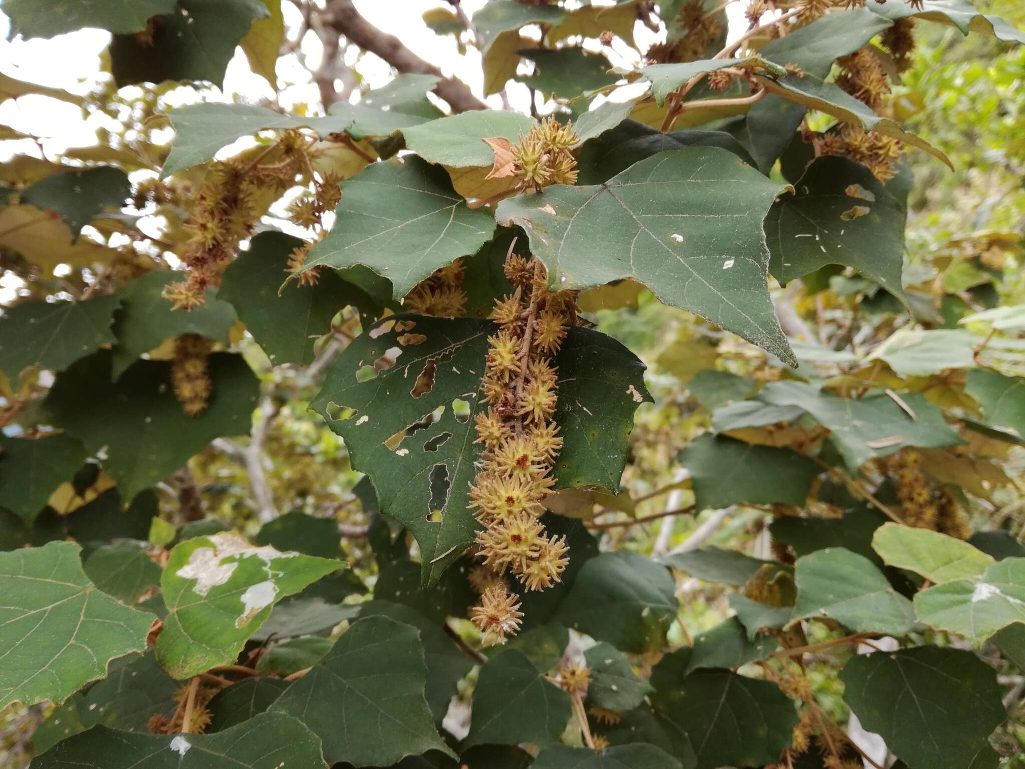 Image of Mallotus paniculatus var. formosanus (Hayata) Hurus.