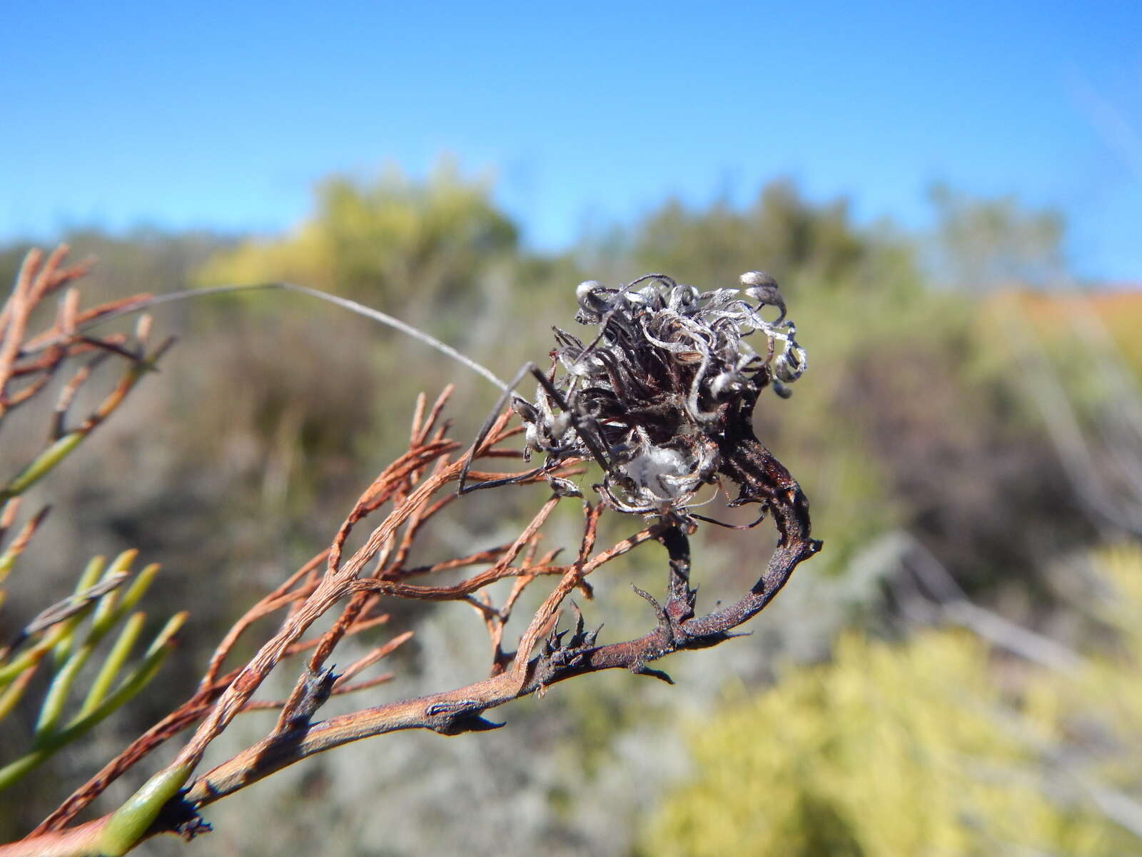 Image of Serruria cygnea R. Br.