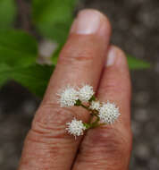 Image of Rothrock's snakeroot