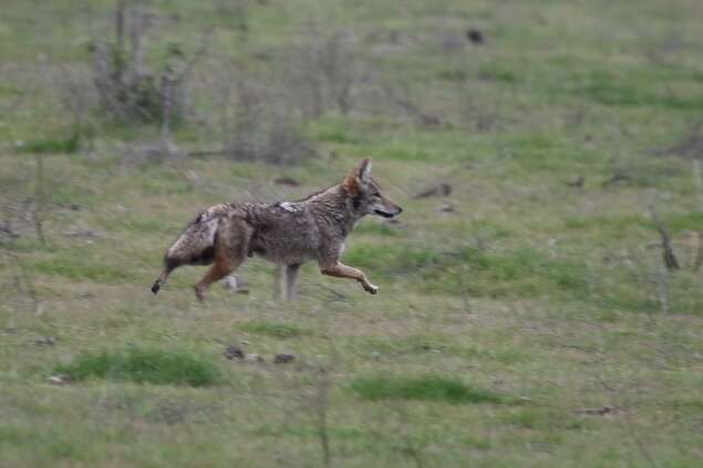 Image of California Valley Coyote