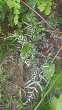 Image of Pteris ensiformis var. victoriae Bak.