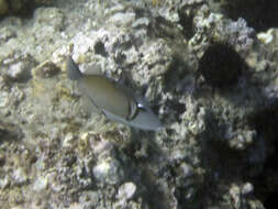 Image of Boomerang triggerfish