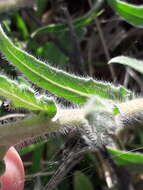 Image de Oenothera parodiana Munz