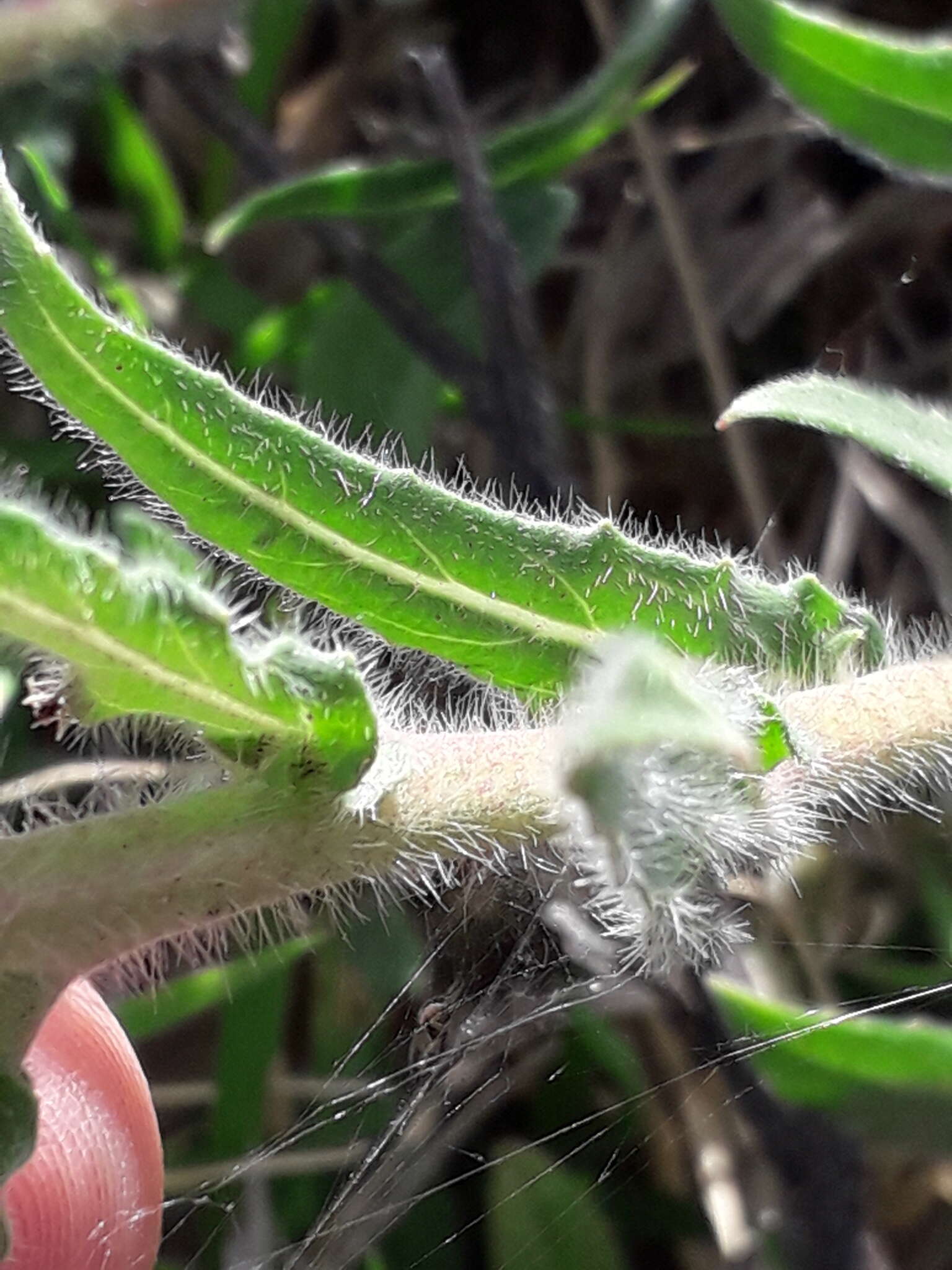 Plancia ëd Oenothera parodiana Munz