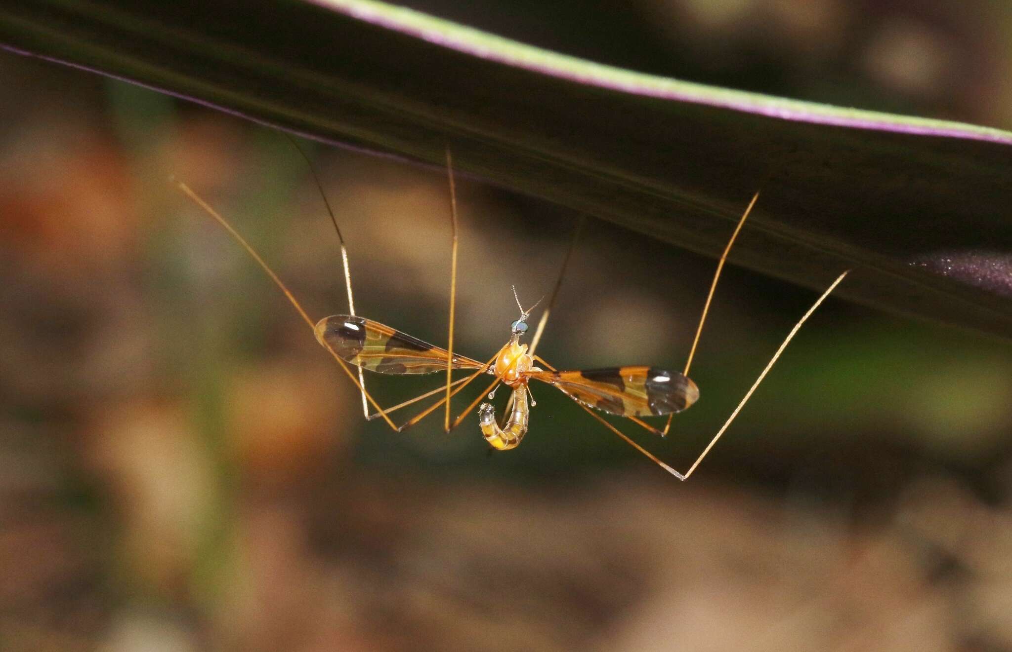 Image of Dapanoptera richmondiana Skuse 1896