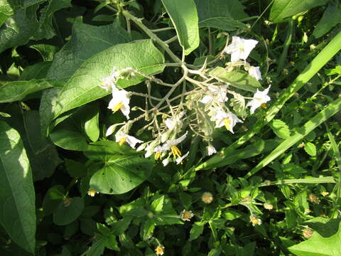 Image de Solanum paniculatum L.