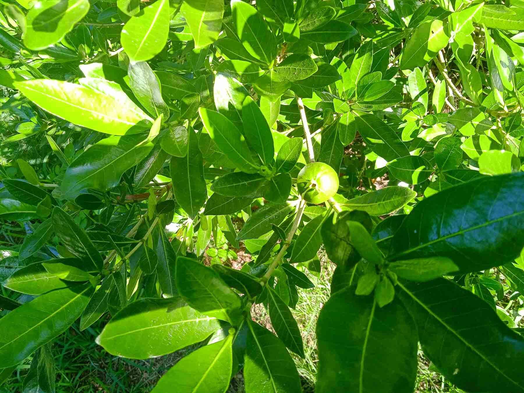 Image of Gardenia urvillei Montrouz.