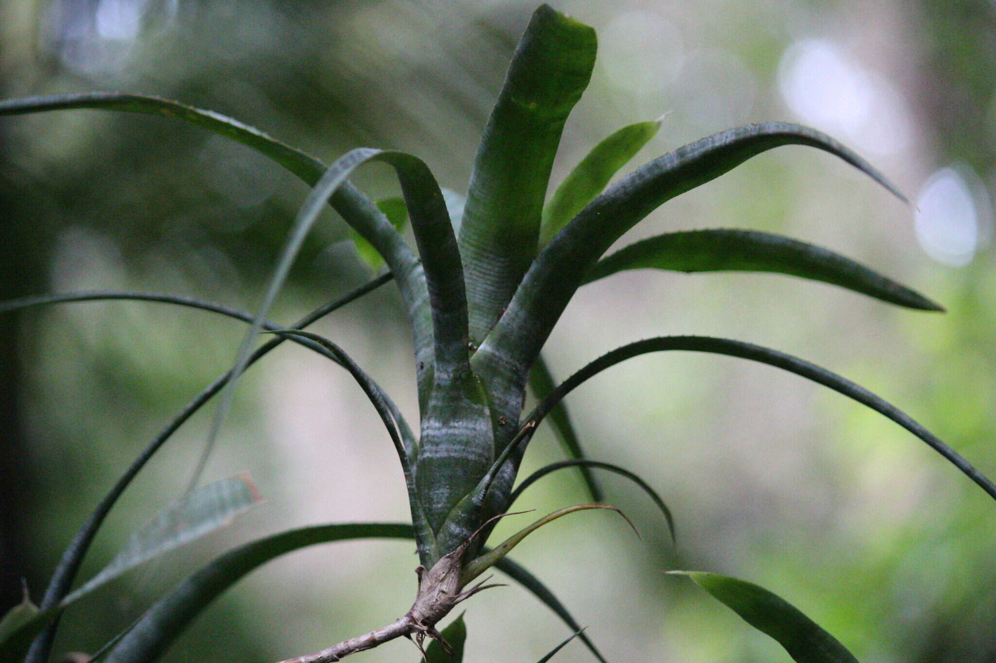 Image of Neoregelia pauciflora L. B. Sm.