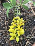 Image de Baptisia cinerea (Raf.) Fernald & B. G. Schub.