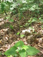 Image of Saussurea grandifolia Maxim.