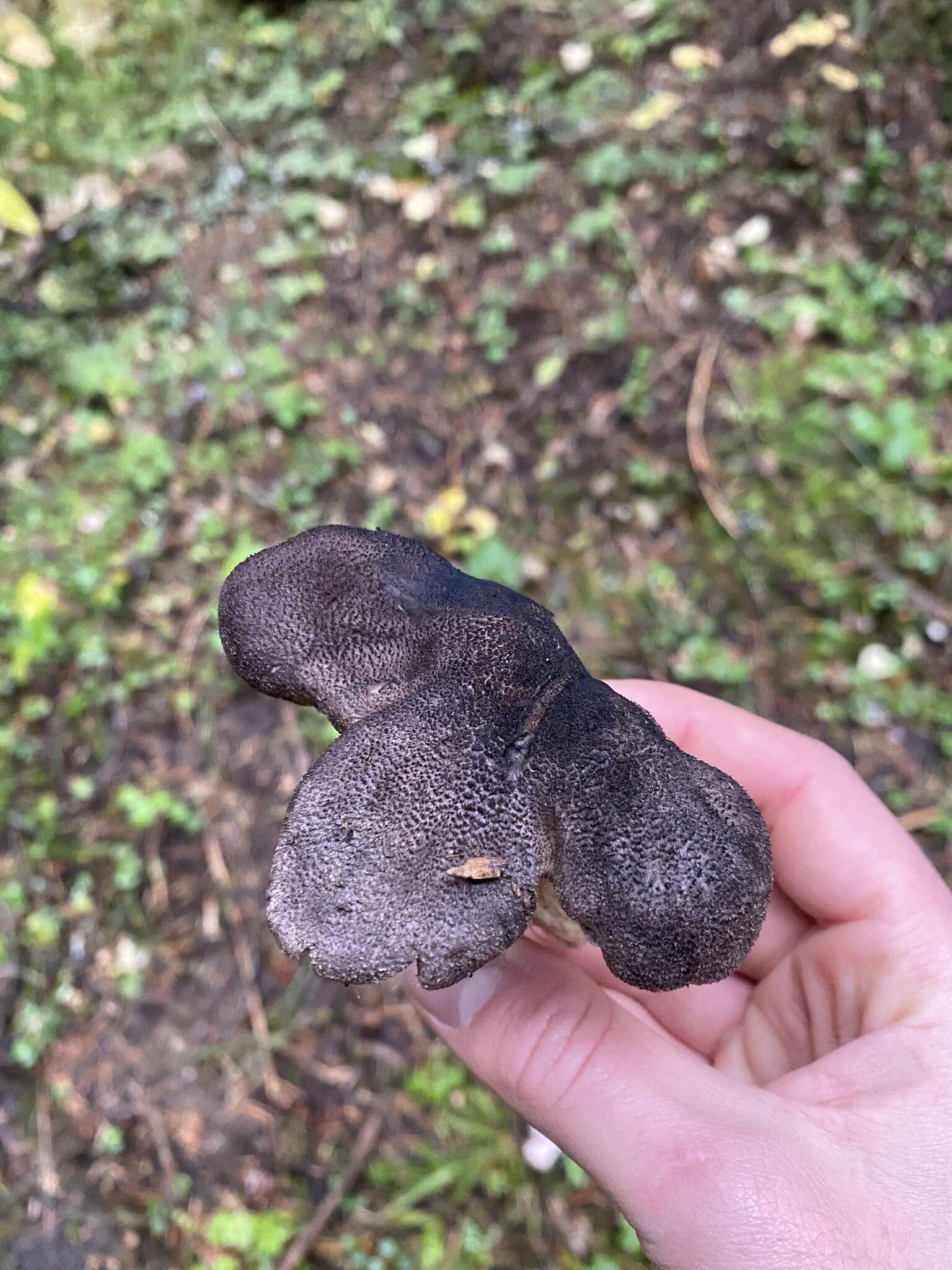 Слика од Tricholoma atroviolaceum A. H. Sm. 1944