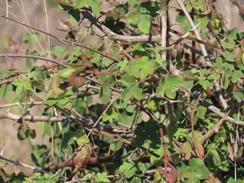 Gossypium herbaceum subsp. africanum (Watt) Vollesen resmi