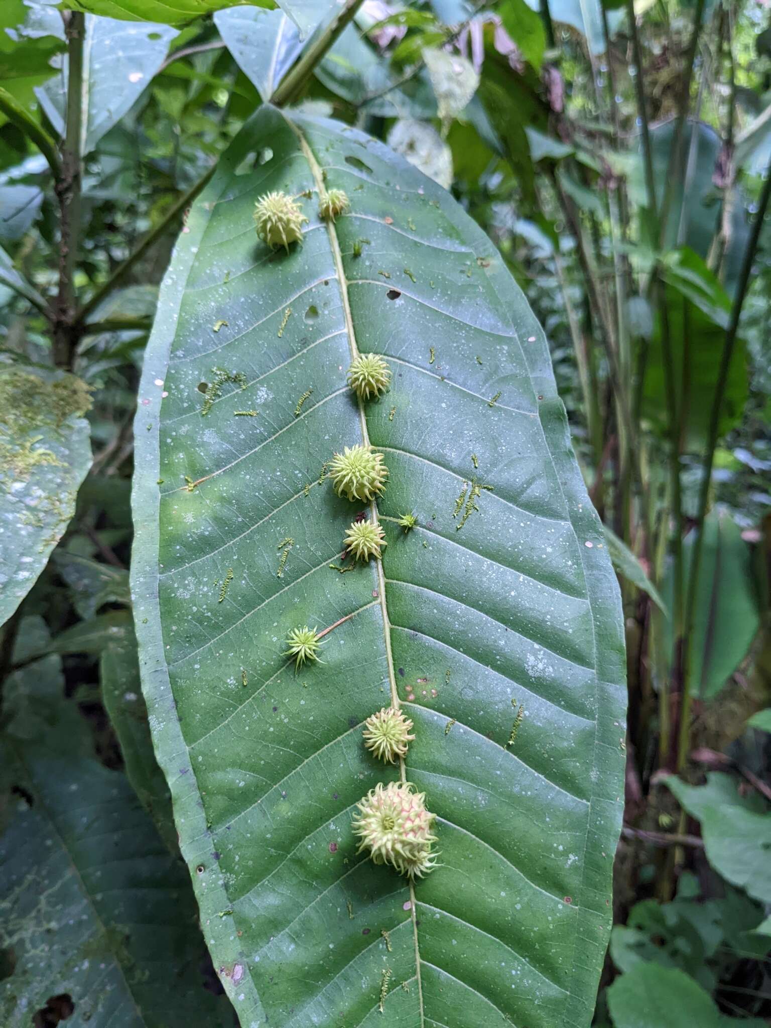 Plancia ëd Miconia trinervia (Sw.) D. Don ex Loud.