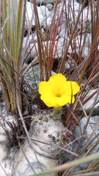 Image of Pachypodium brevicaule Baker