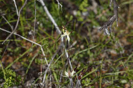 Caladenia microchila Hopper & A. P. Br. resmi