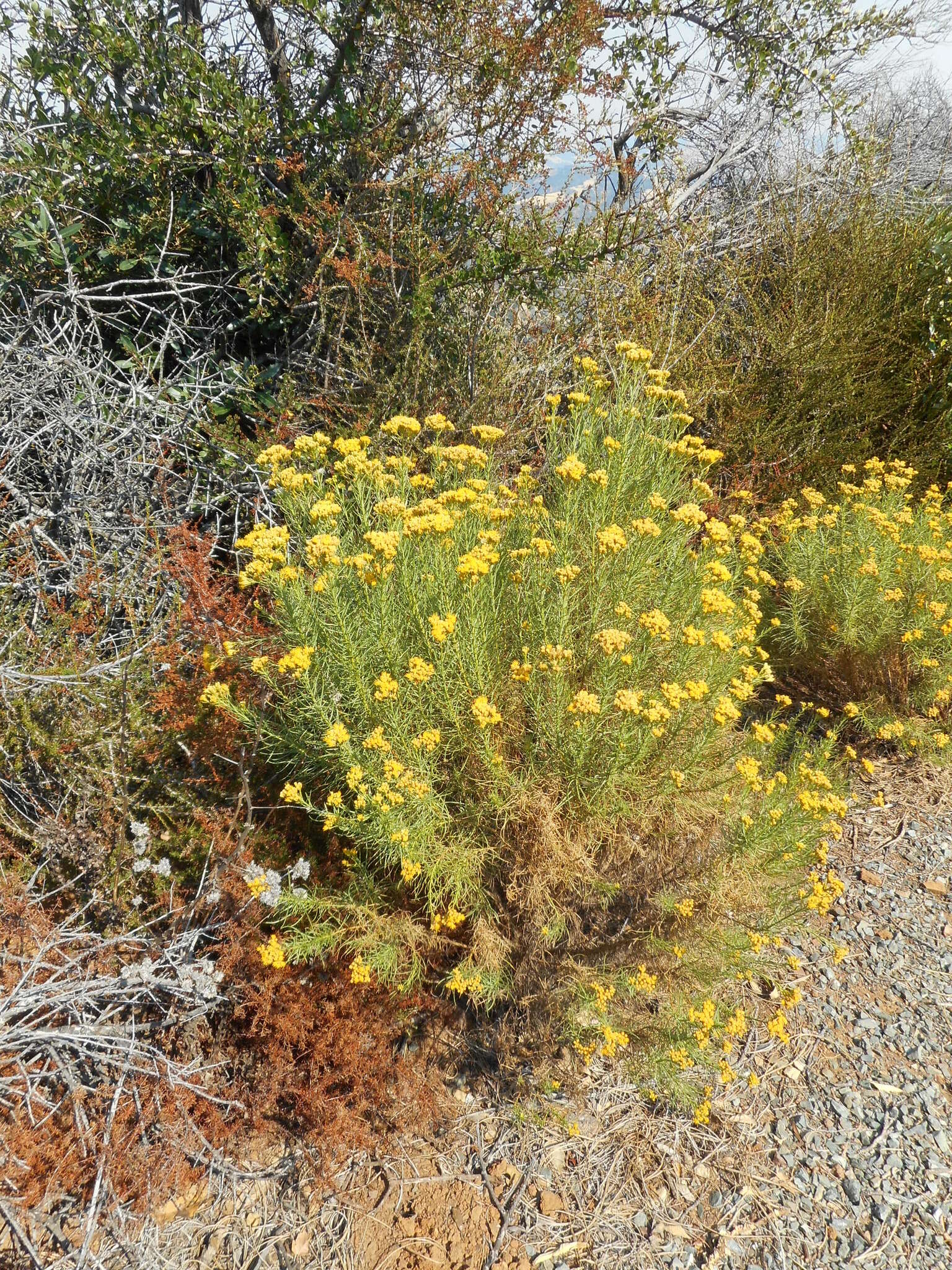 Imagem de Ericameria arborescens (A. Gray) Greene