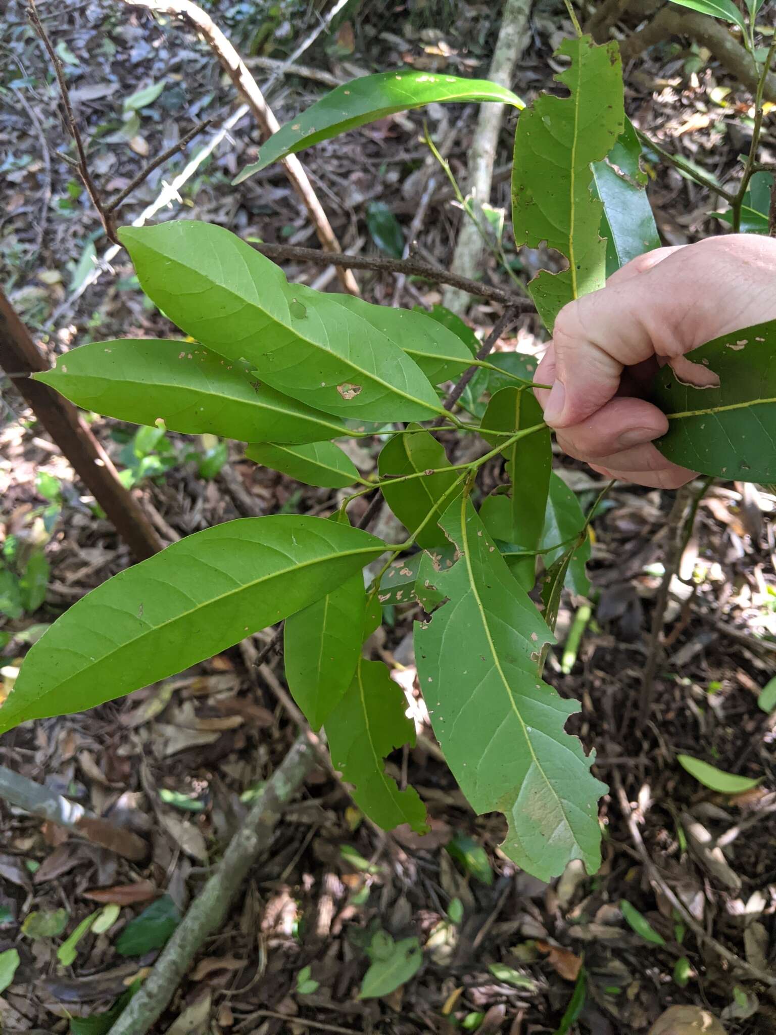 Image de Cryptocarya sclerophylla B. P. M. Hyland