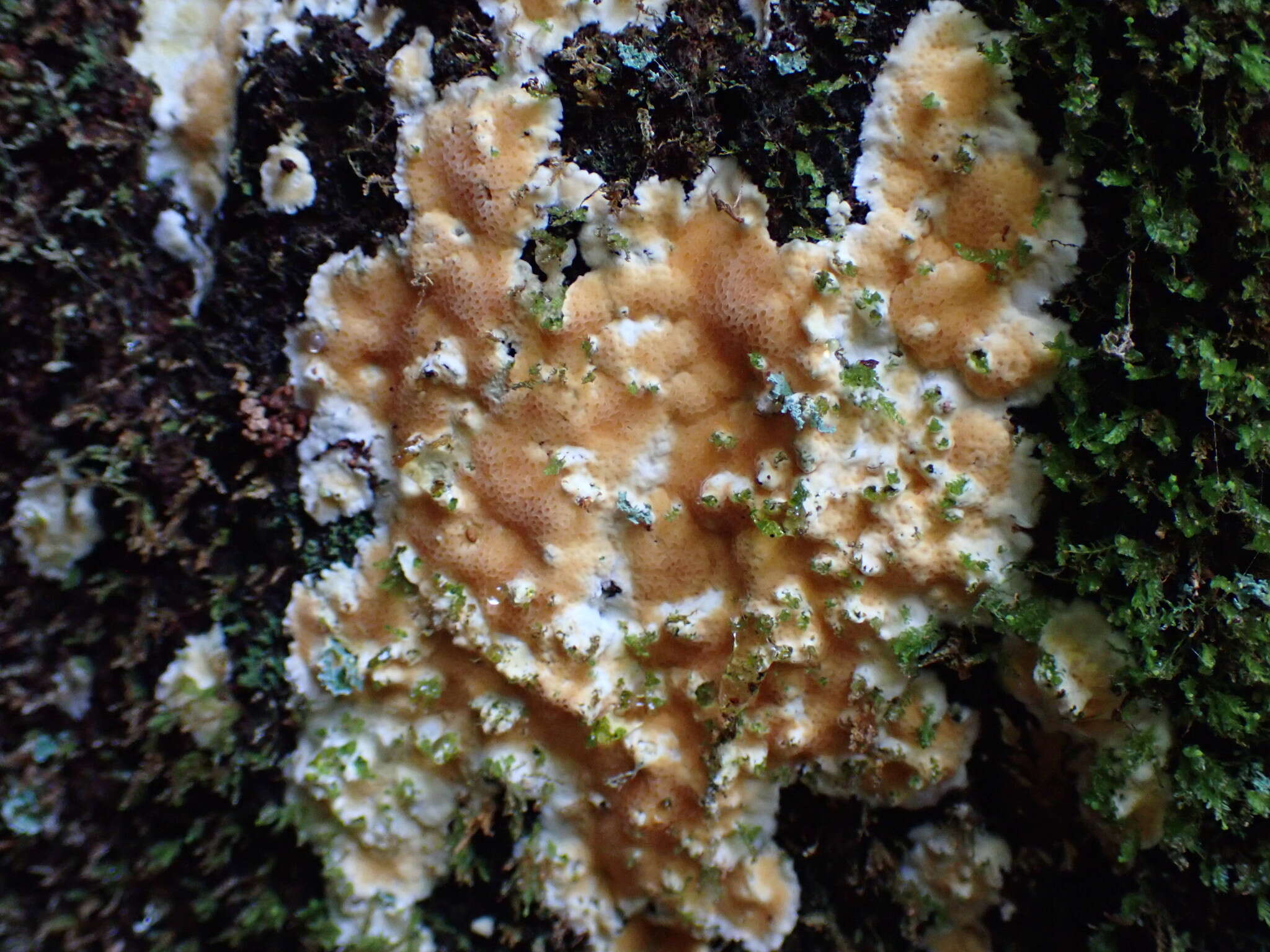 Image of Coniferiporia weirii (Murrill) L. W. Zhou & Y. C. Dai 2016