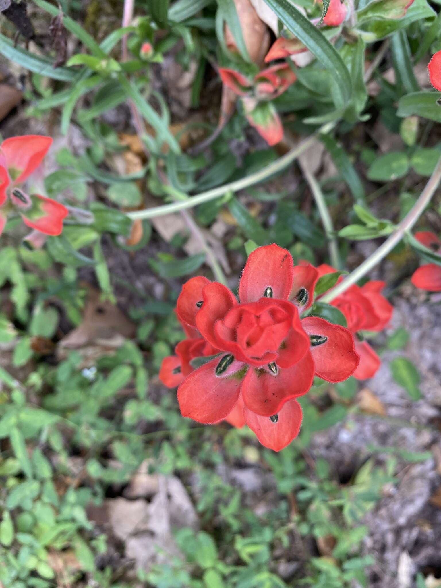 Image of Trans-Pecos Indian paintbrush