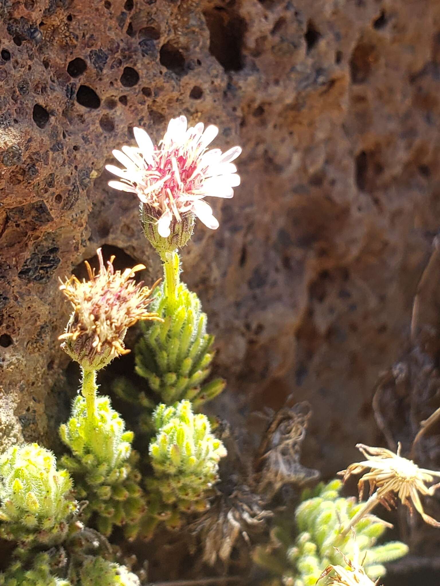 Plancia ëd Tetramolopium humile subsp. haleakalae T. K. Lowrey