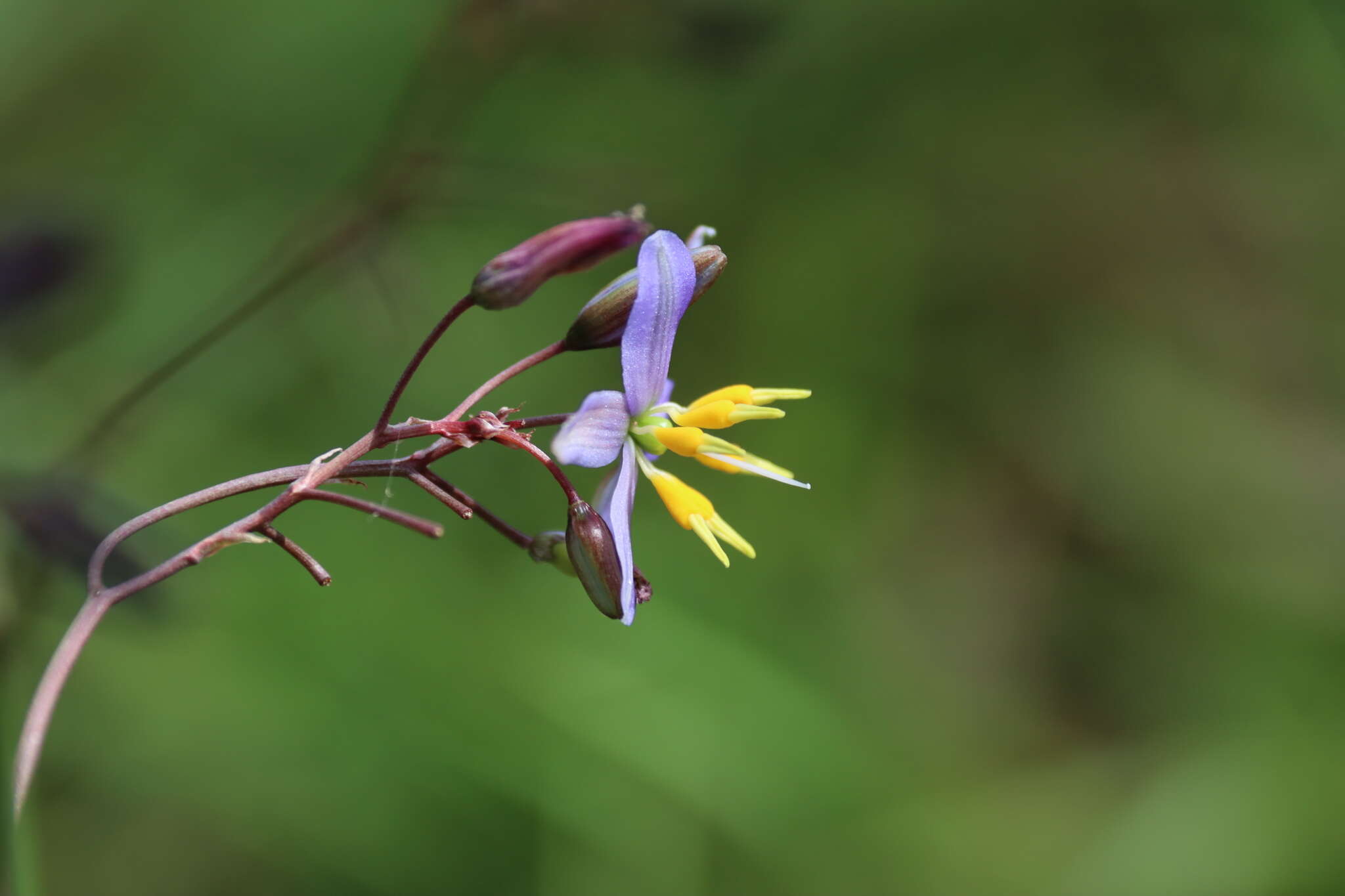 Image of Dianella amoena G. W. Carr & P. F. Horsfall