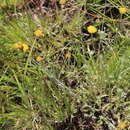 Imagem de Calomeria epapposa (Bolus) Heine