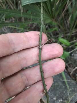 Image of Smilax havanensis Jacq.