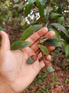 Image of <i>Aniba rosaeodora</i> var. <i>amazonica</i> Ducke