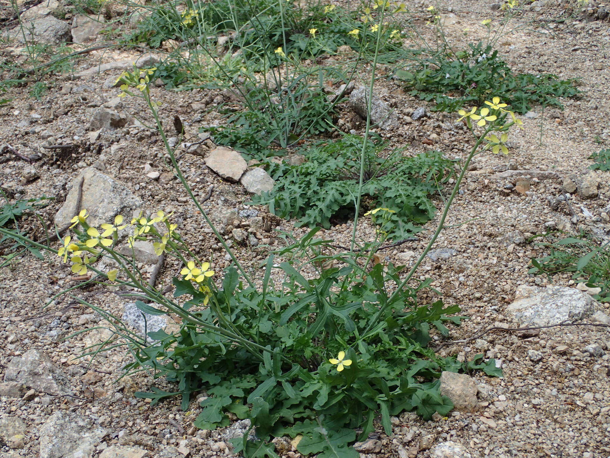 Imagem de Coincya monensis subsp. cheiranthos (Vill.) Aedo, Leadlay & Muñoz Garm.