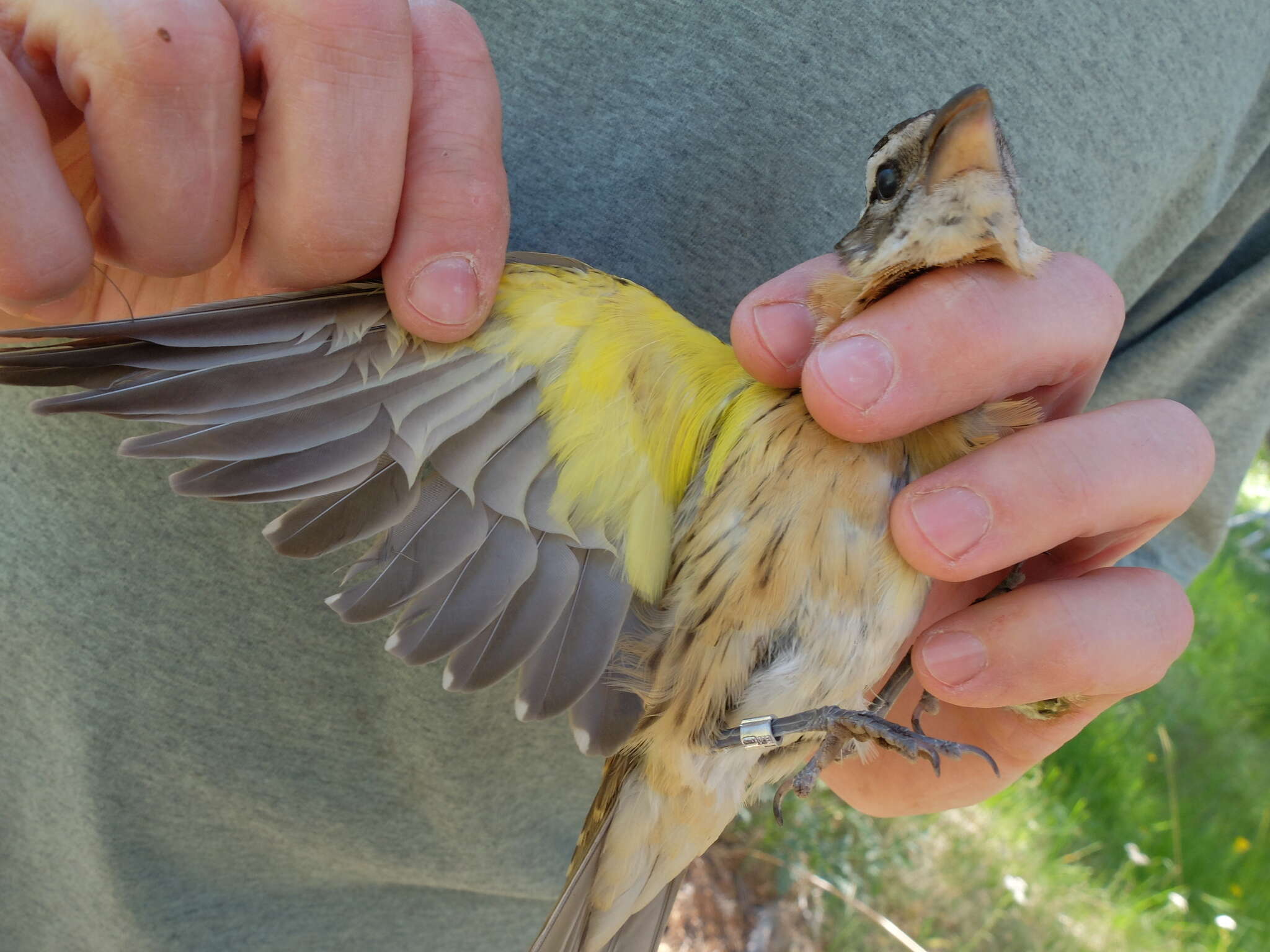 Image of Black-headed Grosbeak