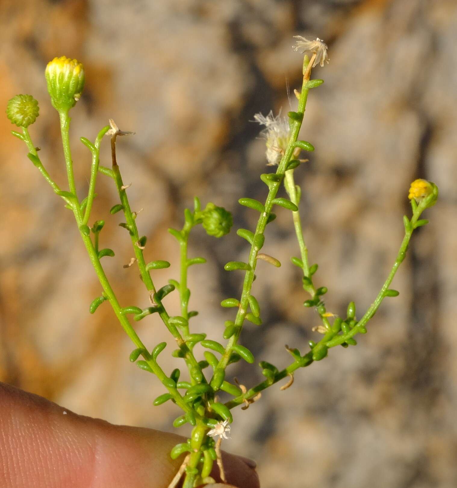 Image of Chrysocoma sparsifolia Hutch.