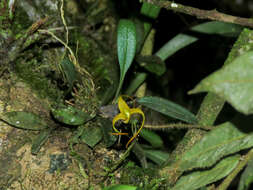 Imagem de Porroglossum muscosum (Rchb. fil.) Schltr.