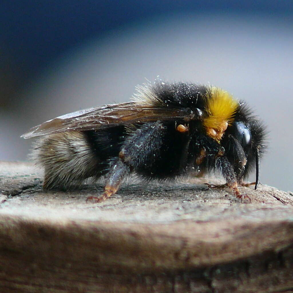 Image of Bombus sylvestris (Lepeletier 1832)