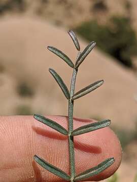 Image of thickpod milkvetch