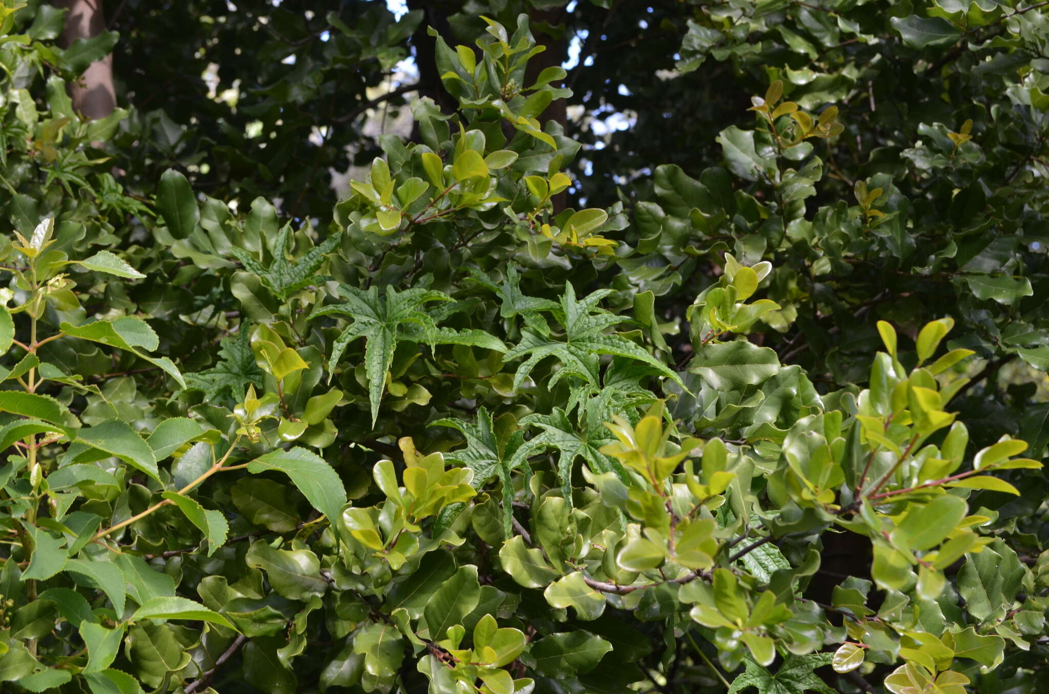 Dioscorea reticulata Gay的圖片