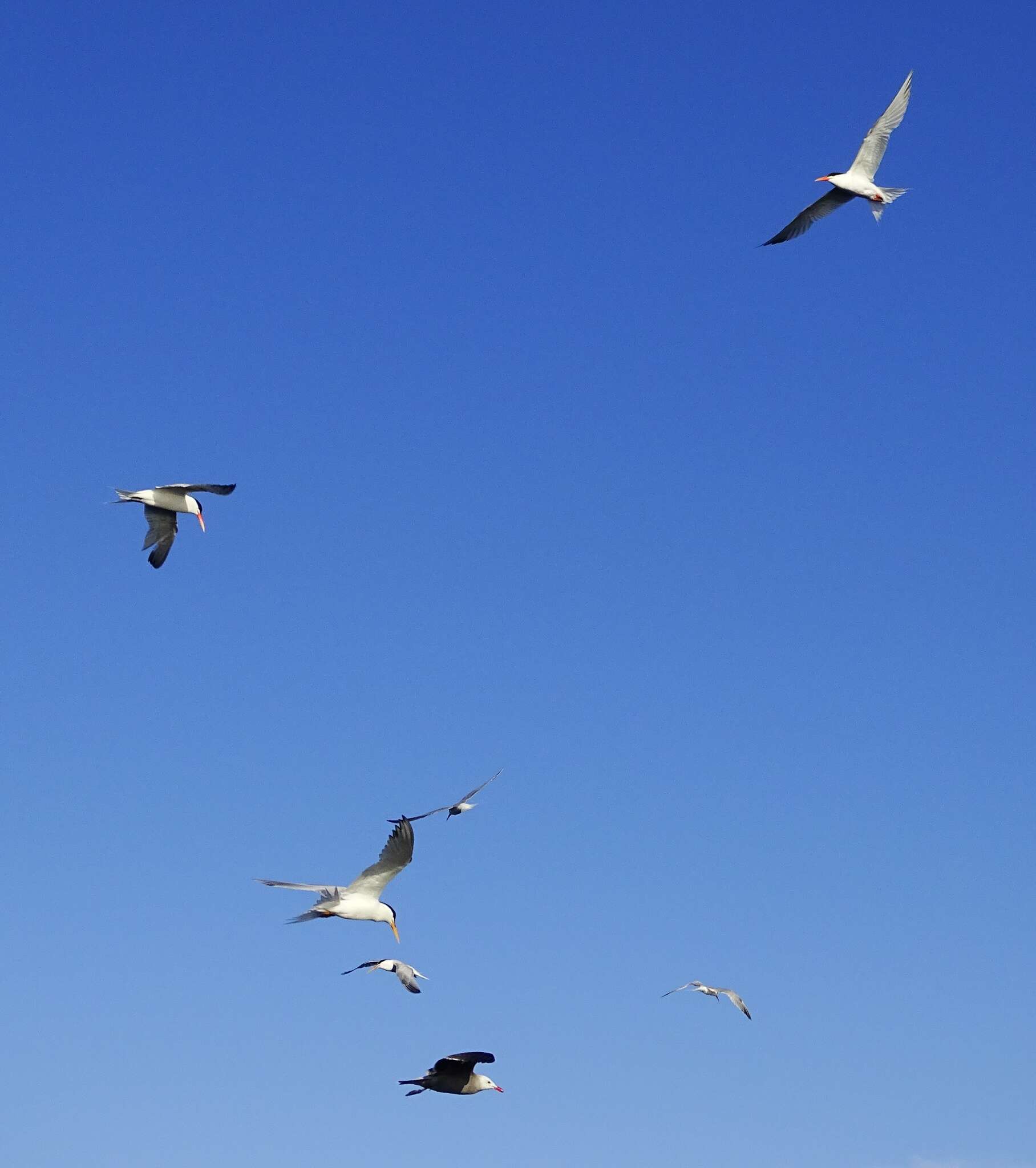 Image of Elegant Tern