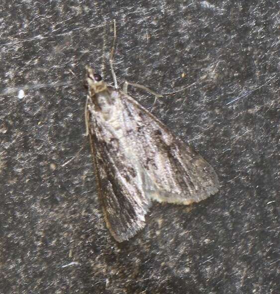 Image of Araeomorpha