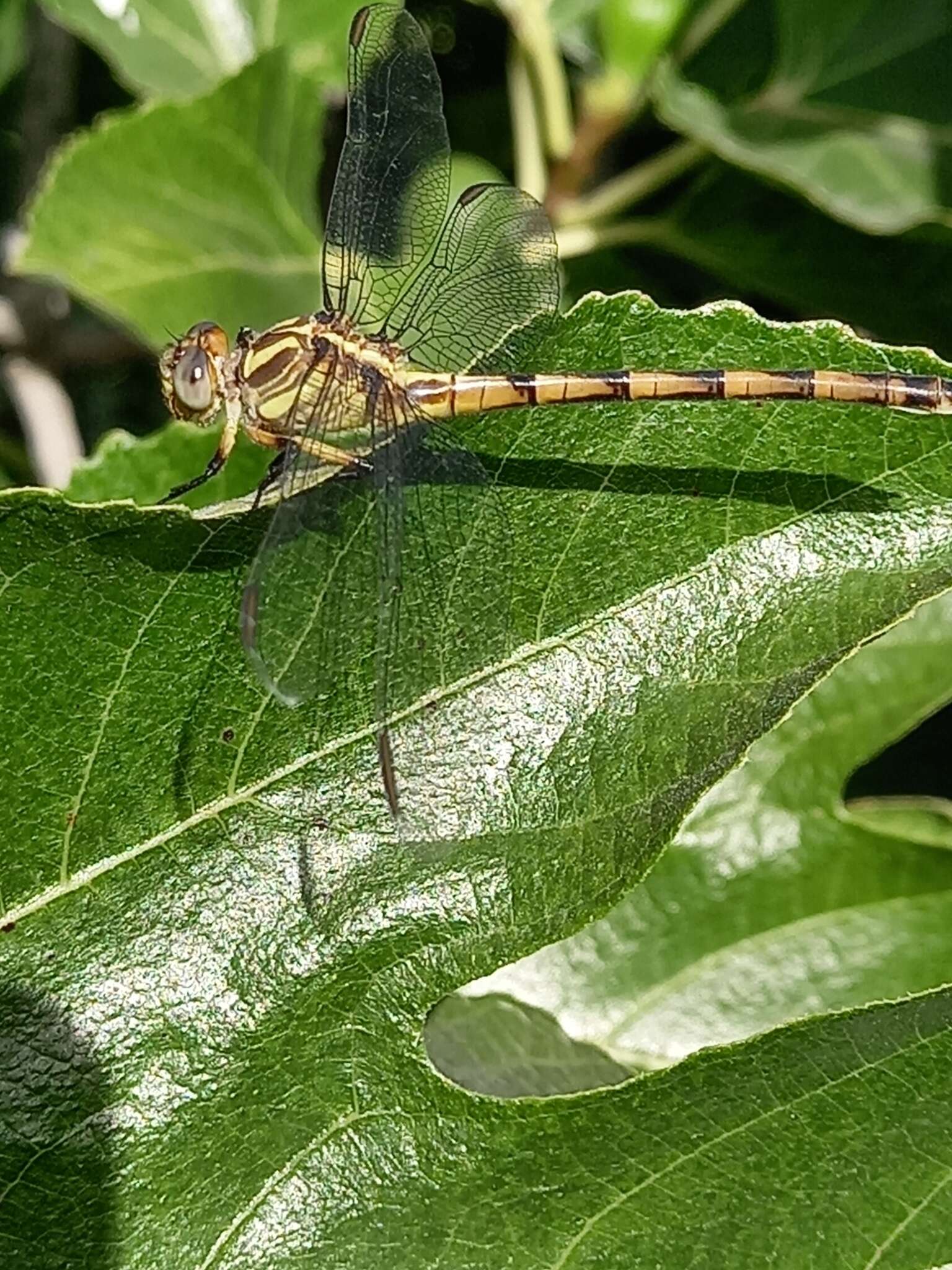 Image of Phyllocycla argentina (Hagen ex Selys 1878)