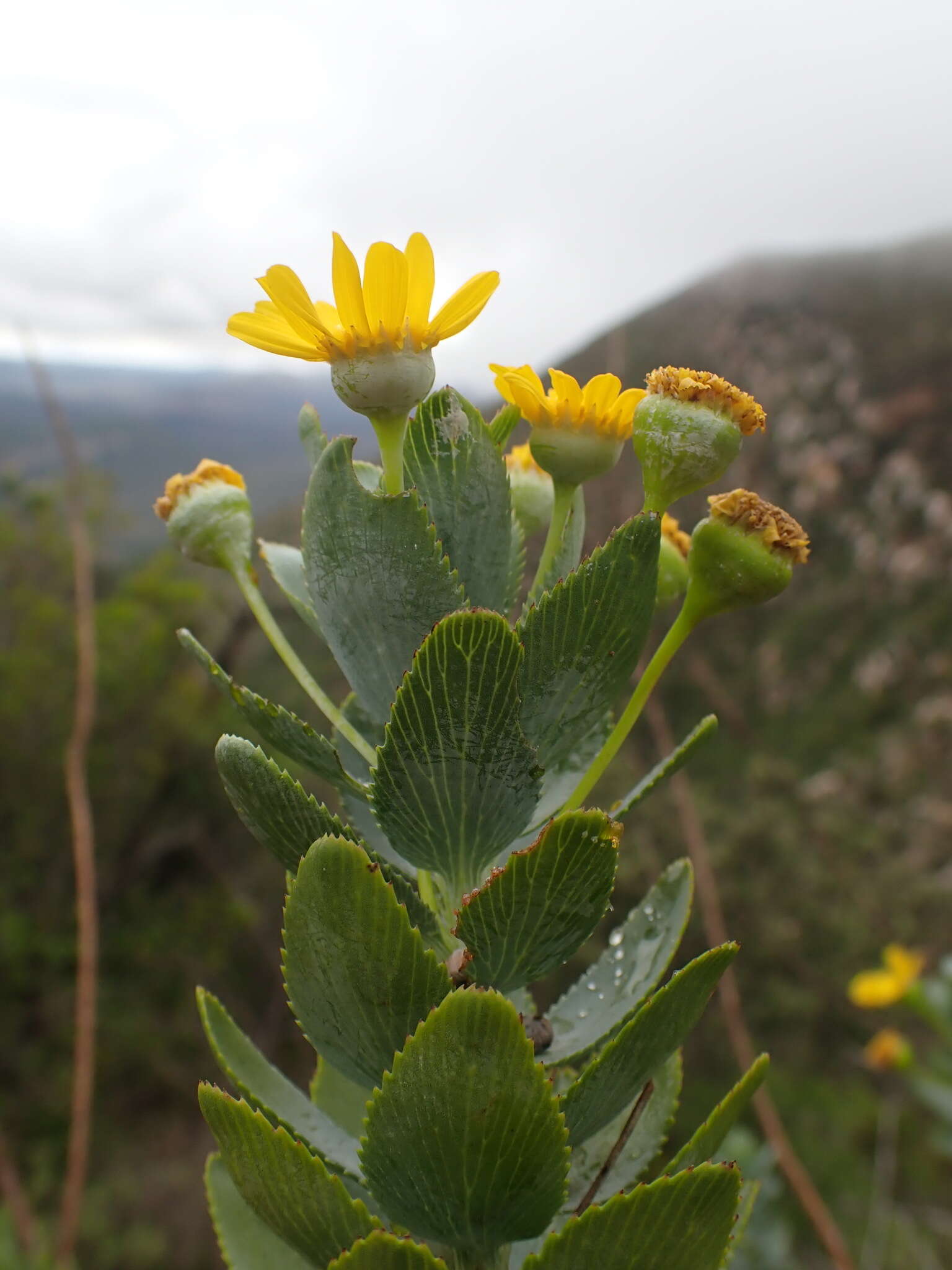 Euryops latifolius B. Nordenst. resmi