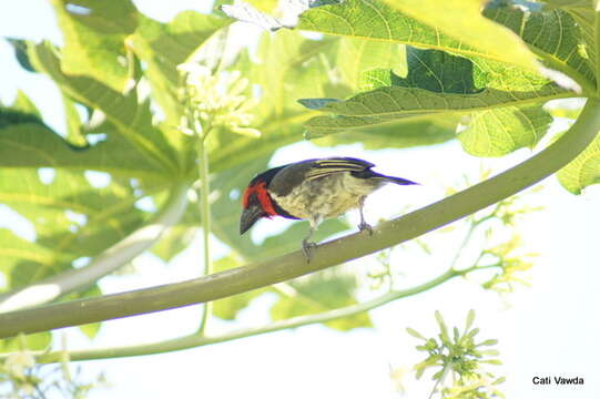 Image of Batis capensis hollidayi Clancey 1952