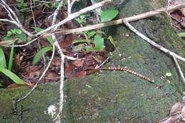 Image of Guatemala Neckband Snake