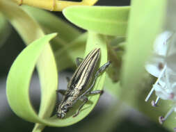 Image of Coptomma sulcatum (Fabricius 1775)