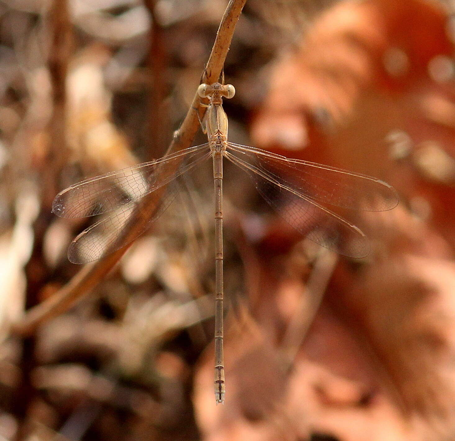 Image of Dusky Spreadwing