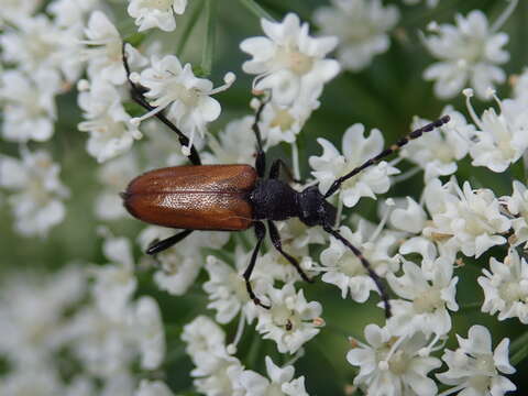 Слика од Paracorymbia maculicornis (Degeer 1775)