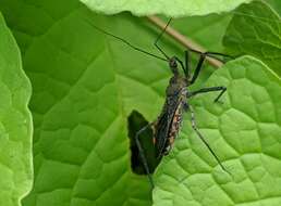 Image of Rhynocoris albopilosus (Signoret 1858)