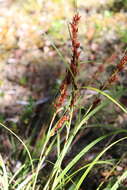 Imagem de Morelotia gahniiformis Gaudich.