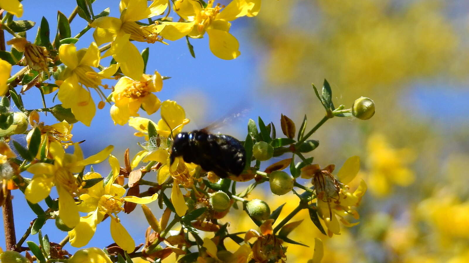 Image of Xylocopa splendidula Lepeletier 1841