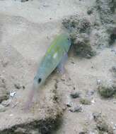 Image of Goatfish